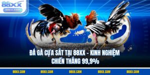 Đá Gà Cựa Sắt Tại 88XX – Kinh Nghiệm Chiến Thắng 99,9%